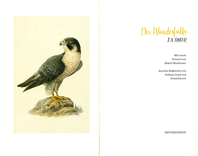 Baker, Der Wanderfalke