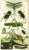 Wilhelm, Unterhaltungen der Naturgeschichte - Insecten I
